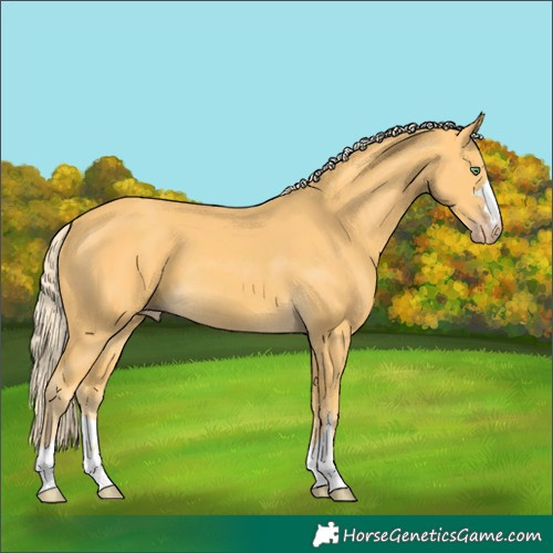 Horse Color:Gold Cream Champagne 