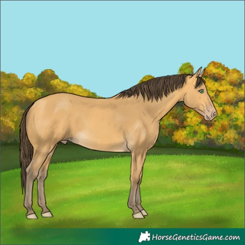 Horse Color:Amber Cream Champagne 
