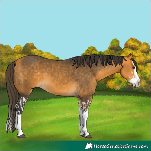 Horse Color:Buckskin Splash  and Buckskin Splash 