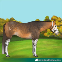 Horse Color:Buckskin Splash  and Buckskin Splash Rabicano 