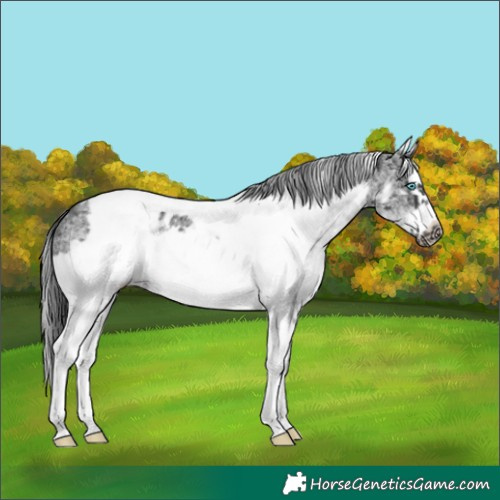 Horse Color:White Spotted Black Splash Tobiano Frame Blanket