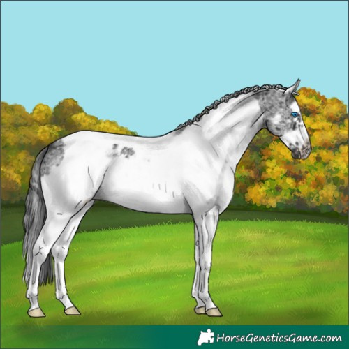 Horse Color:White Spotted Black Splash Tobiano Frame Appaloosa 