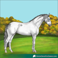 Horse Color:White Spotted Black Splash Tobiano Frame Appaloosa 