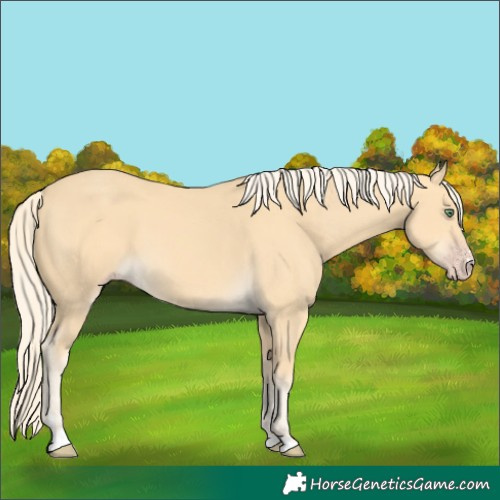 Horse Color:Gold Cream Champagne 