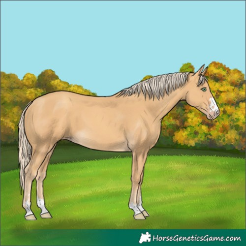 Horse Color:Gold Cream Champagne 