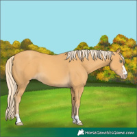 Horse Color:Gold Cream Champagne 
