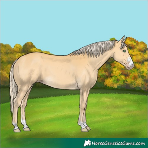 Horse Color:Gold Cream Champagne