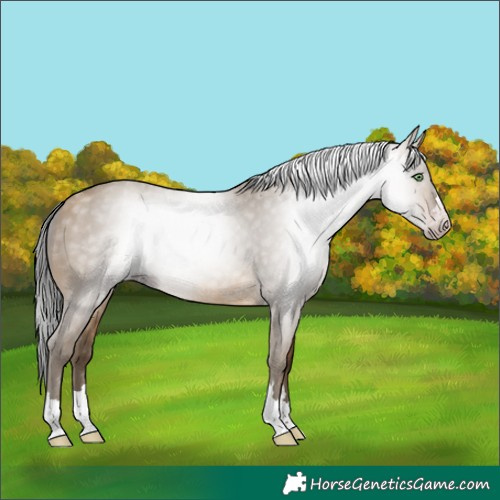 Horse Color:Gray Sable Cream Champagne 