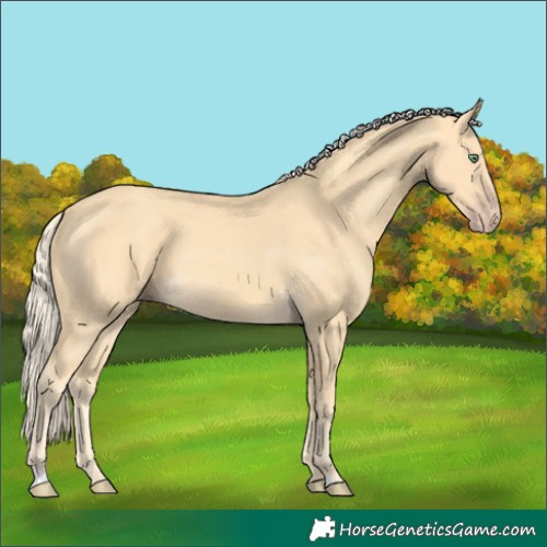 Horse Color:Gold Cream Champagne 