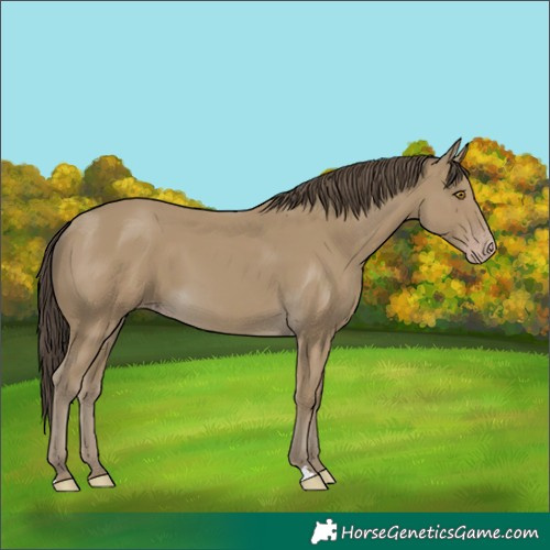 Horse Color:Classic Cream Champagne