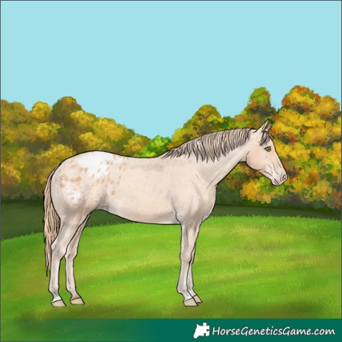 Horse Color:Gold Champagne Blanket 