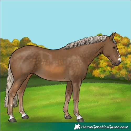 Horse Color:Chocolate Palomino 
