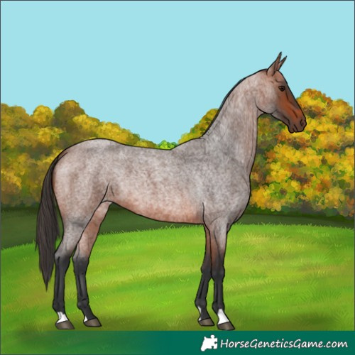 Horse Color:Bay Roan 