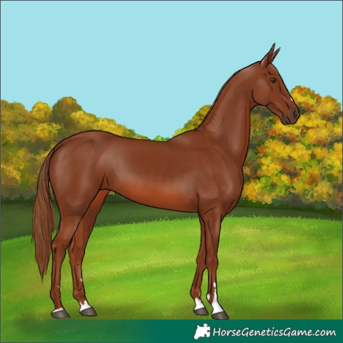 Horse Color:Chestnut 