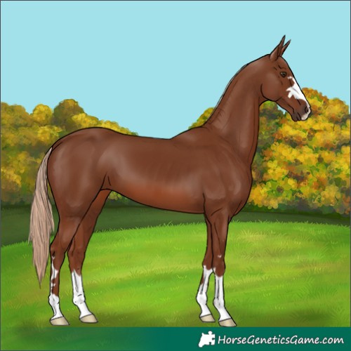 Horse Color:Chestnut 