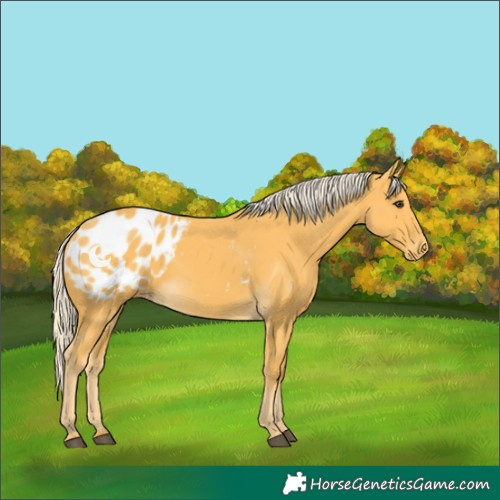 Horse Color:Palomino Blanket 