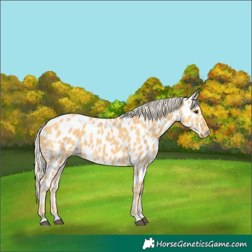 Horse Color:Palomino Near Leopard 