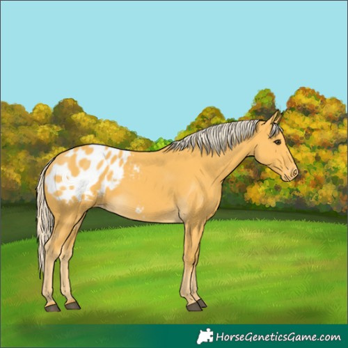 Horse Color:Palomino Blanket 