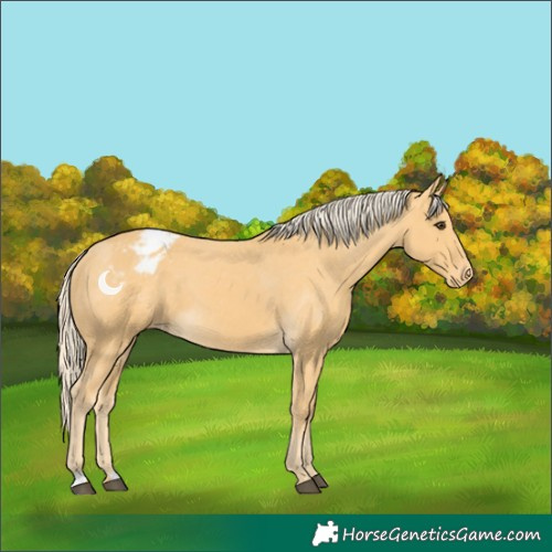 Horse Color:Palomino Varnish 