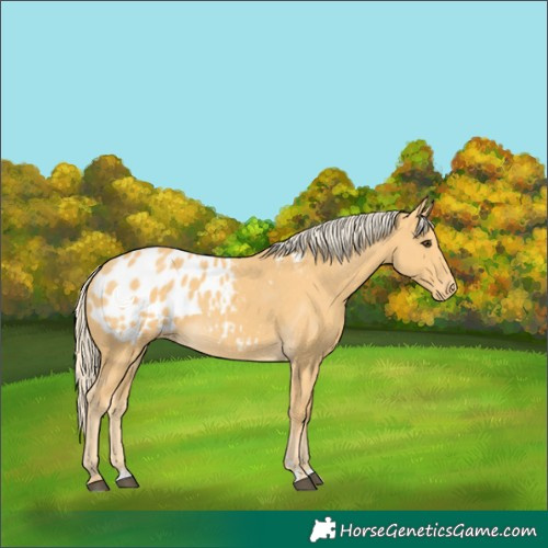 Horse Color:Palomino Blanket 