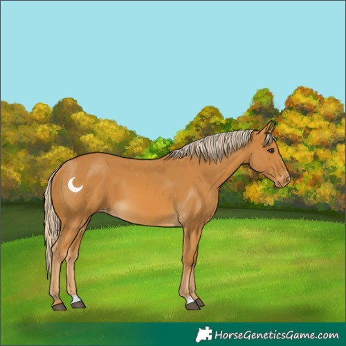 Horse Color:Palomino Varnish 