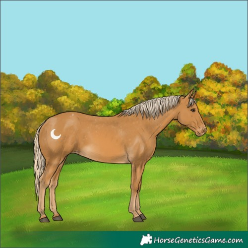 Horse Color:Palomino Varnish 