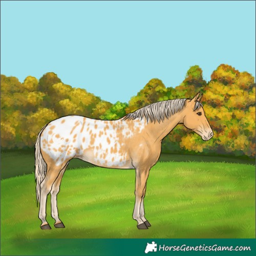 Horse Color:Palomino Blanket 