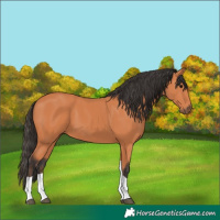 Horse Color:Bay Tobiano
