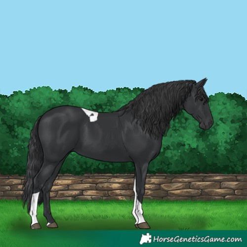 Horse Color:Black Tobiano 