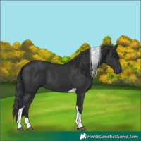 Horse Color:Black Tobiano 