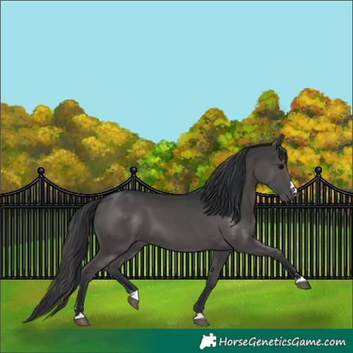 Horse Color:Black 