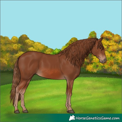 Horse Color:Chestnut 
