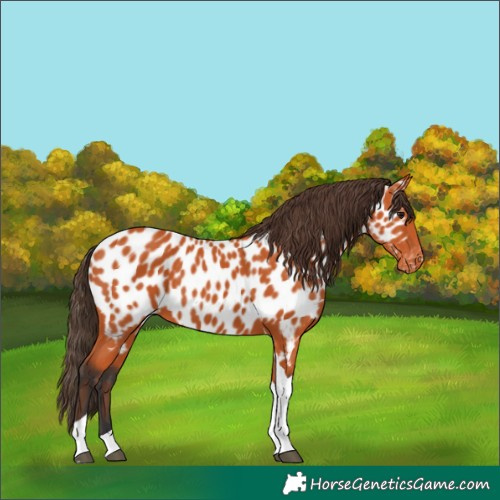 Horse Color:Bay Tobiano Appaloosa