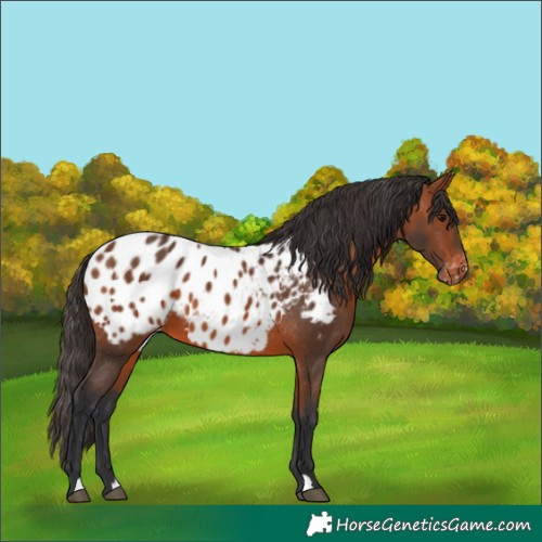 Horse Color:Bay Appaloosa 
