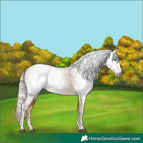 Horse Color:Gray Palomino 