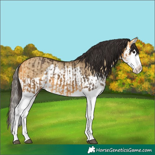 Horse Color:Buckskin Splash and Buckskin Dun Splash