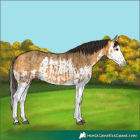 Horse Color:Buckskin Splash  and Buckskin Dun Splash 