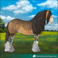 Horse Color:Buckskin Splash and Buckskin Splash