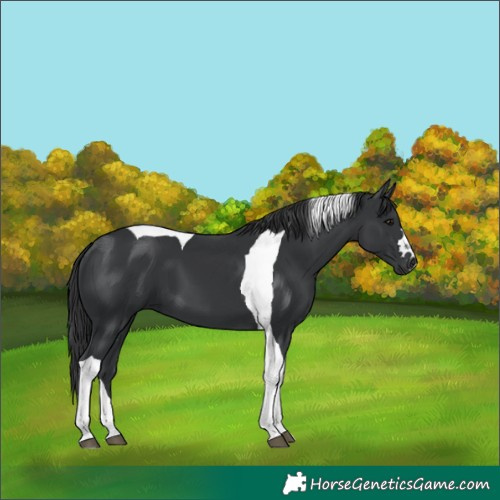 Horse Color:Black Tobiano