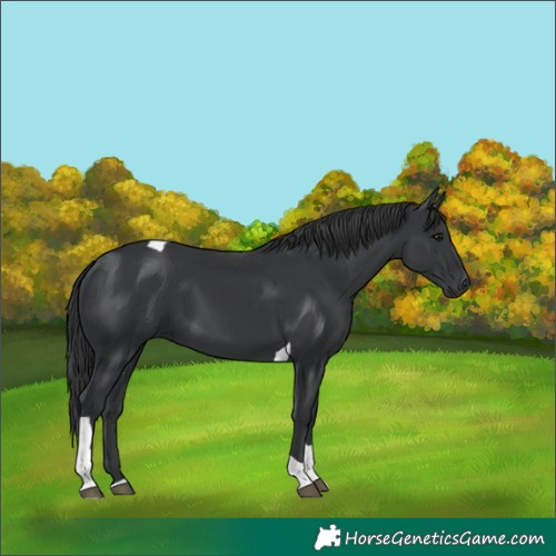 Horse Color:Black Tobiano
