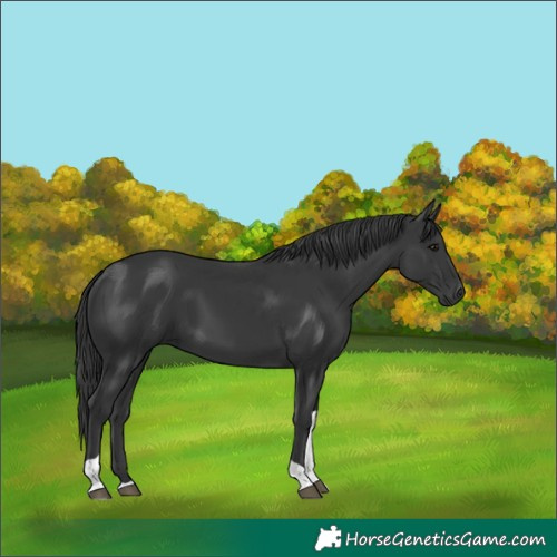 Horse Color:Black Tobiano