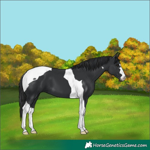 Horse Color:Black Tobiano 