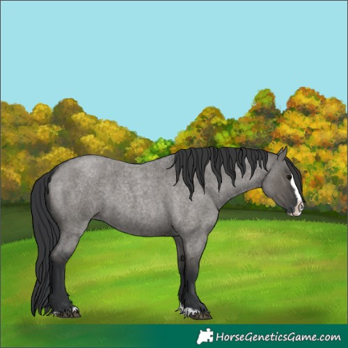 Horse Color:Grullo Roan Splash 