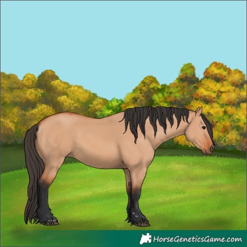 Horse Color:Bay Dun 