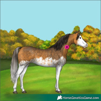 Horse Color:Buckskin Splash  and Buckskin Splash 