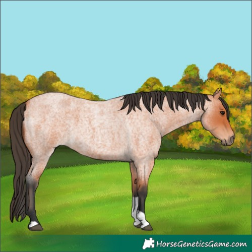 Horse Color:Bay Roan Tobiano 