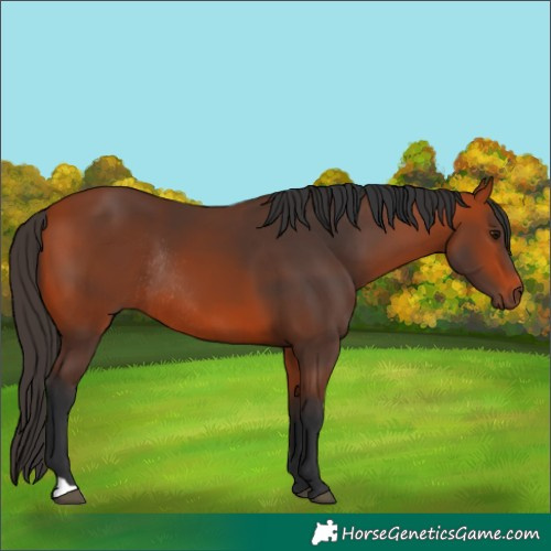 Horse Color:Bay Rabicano 