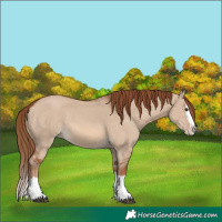 Horse Color:Red Dun Splash 