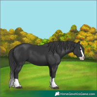 Horse Color:Black Splash 