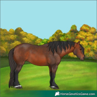 Horse Color:Bay 